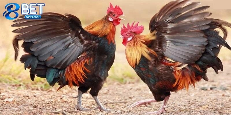 Một số hình thức trực tiếp đá gà cực hot