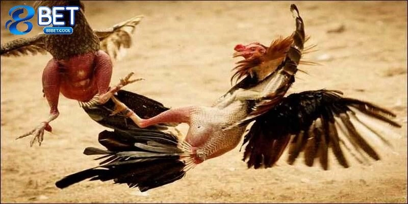 Trực tiếp đá gà là gì?