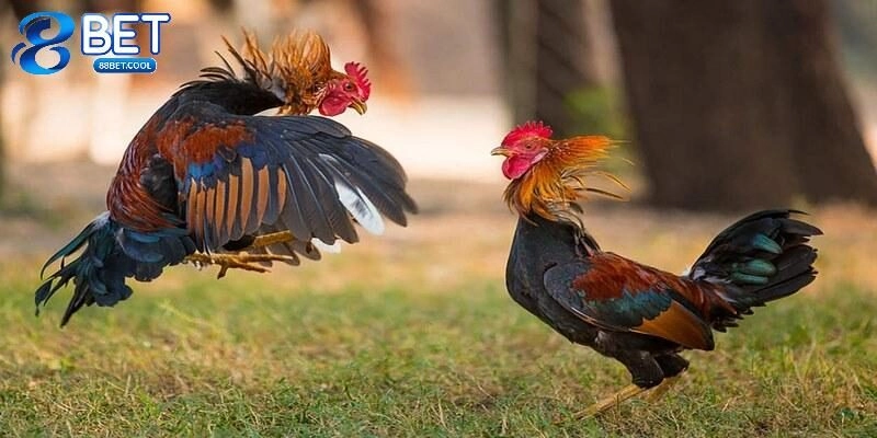 Vì sao đá gà C3 được nhiều người yêu thích?