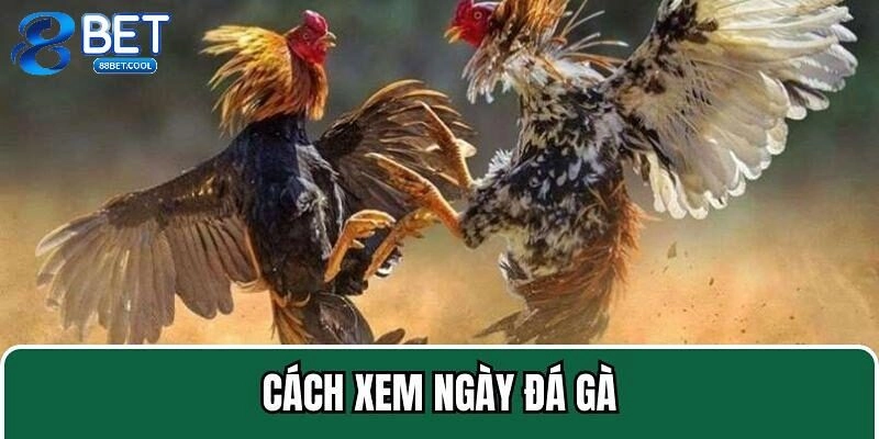 xem ngày đá gà